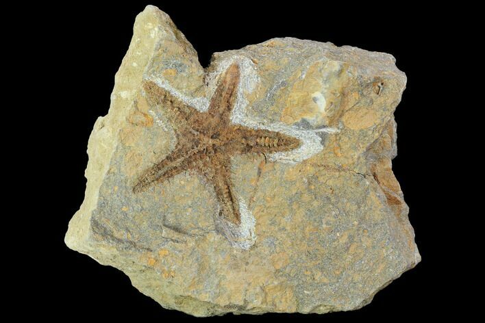 Ordovician Starfish (Petraster?) Fossil - Morocco #100495